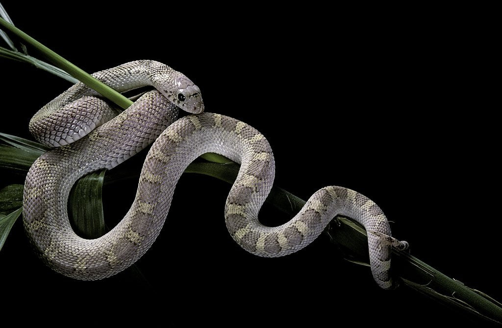 Detail of Pituophis melanoleucus mugitus (pine snake) by Anonymous