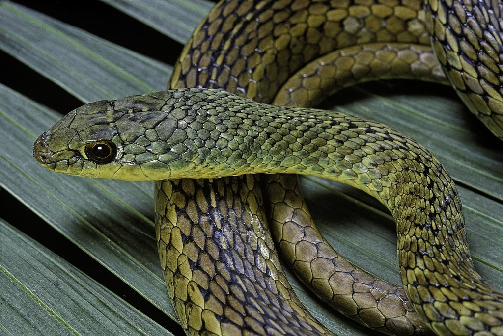 Detail of Psammophis sibilans (striped sand racer) by Anonymous