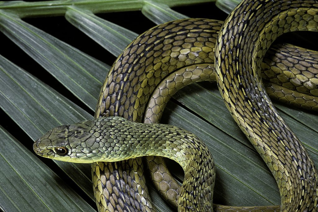 Detail of Psammophis sibilans (striped sand racer) by Anonymous