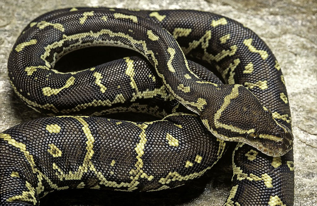 Detail of Python anchietae (angolan python) by Anonymous