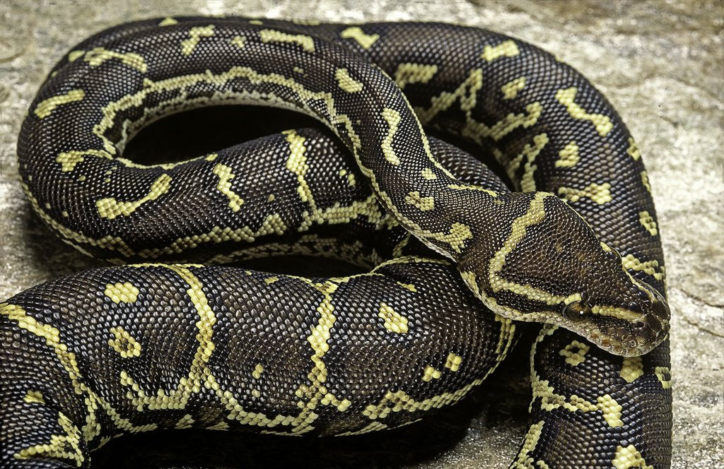 Detail of Python anchietae (angolan python) by Corbis
