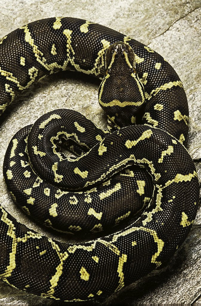 Detail of Python anchietae (angolan python) by Anonymous
