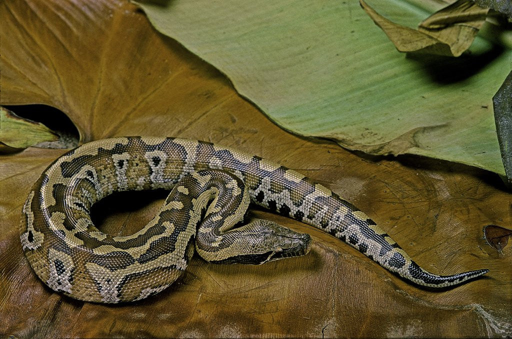 Detail of Python brongersmai (curtus) (red blood python) by Anonymous