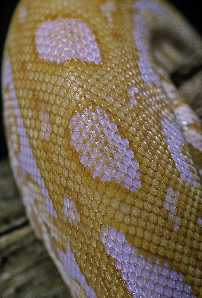 Detail of Python molurus bivittatus f. labyrinth albino by Anonymous