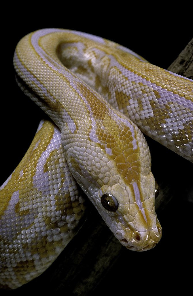 Detail of Python molurus bivittatus f. labyrinth albino by Anonymous