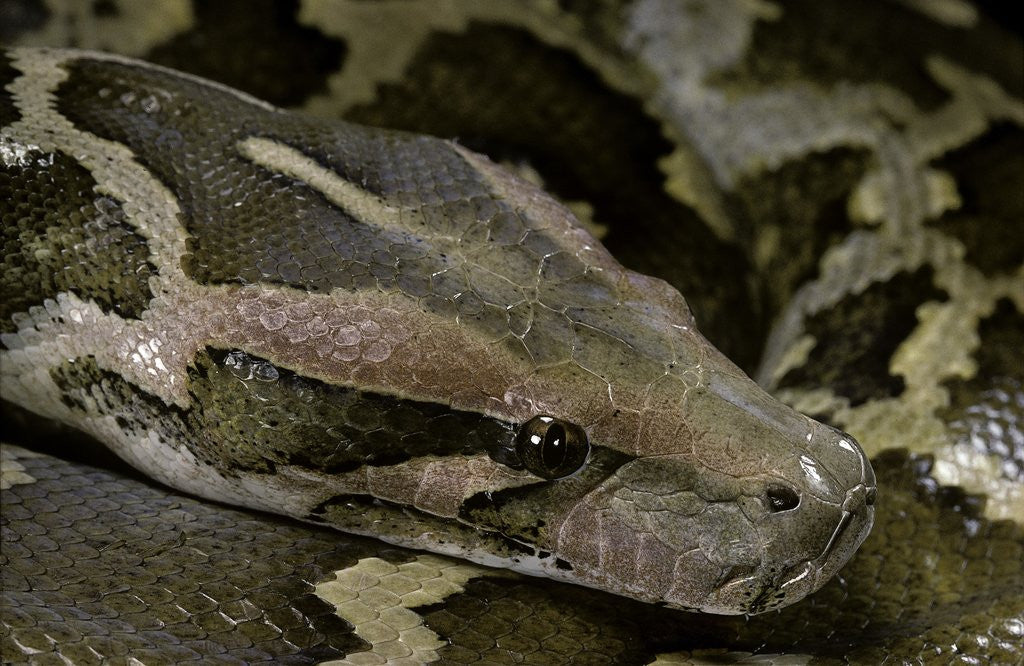 Detail of Python molurus molurus (Asiatic rock python) by Anonymous