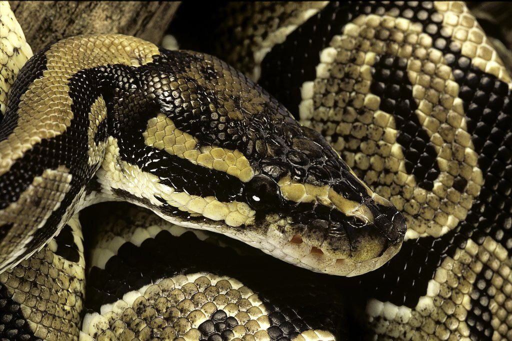 Detail of Python regius (royal python, ball python) by Anonymous