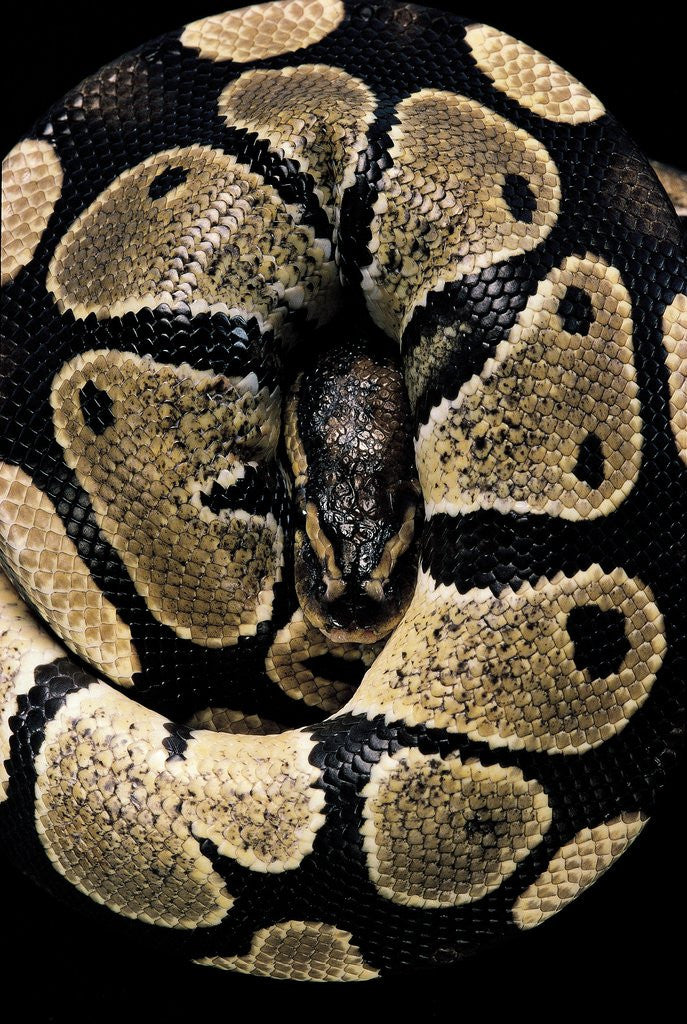 Detail of Python regius (royal python, ball python) by Anonymous