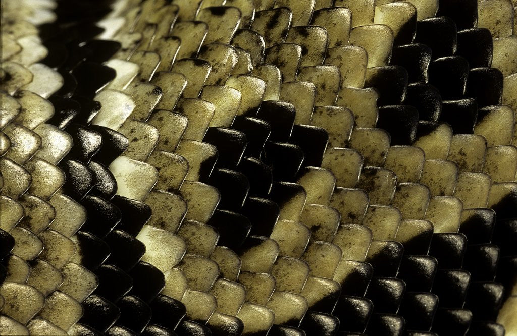 Detail of Python regius (royal python, ball python) - scales by Anonymous