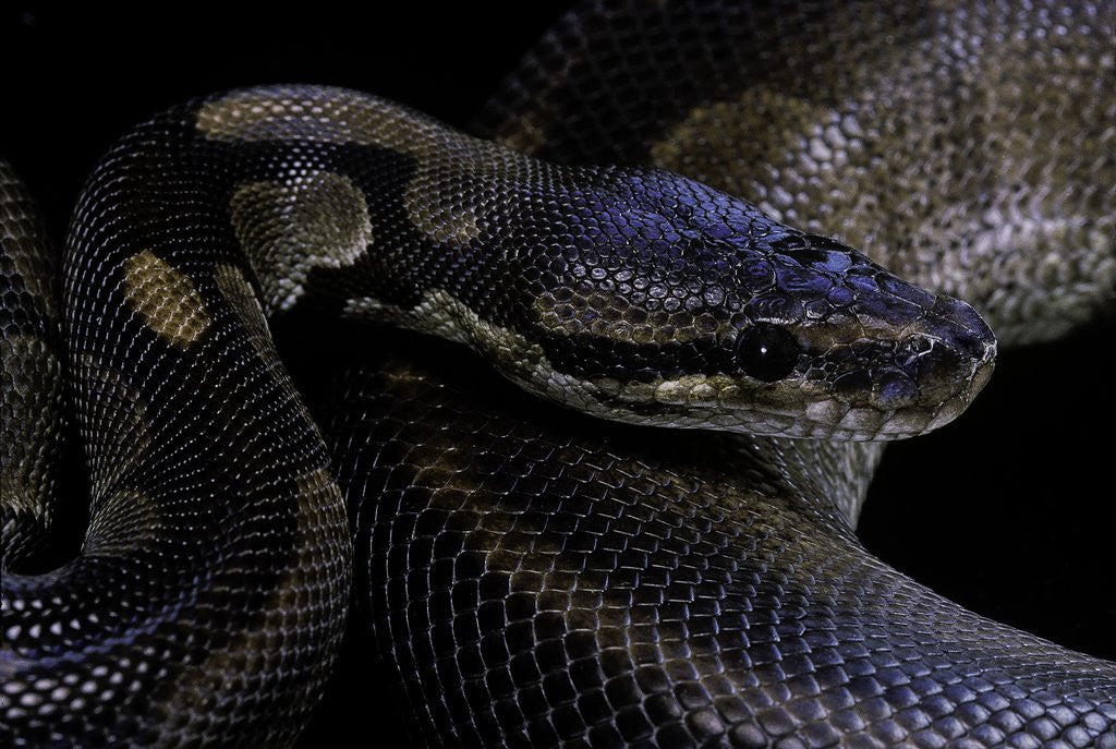 Detail of Python regius f. melanistic (royal python, ball python) by Anonymous
