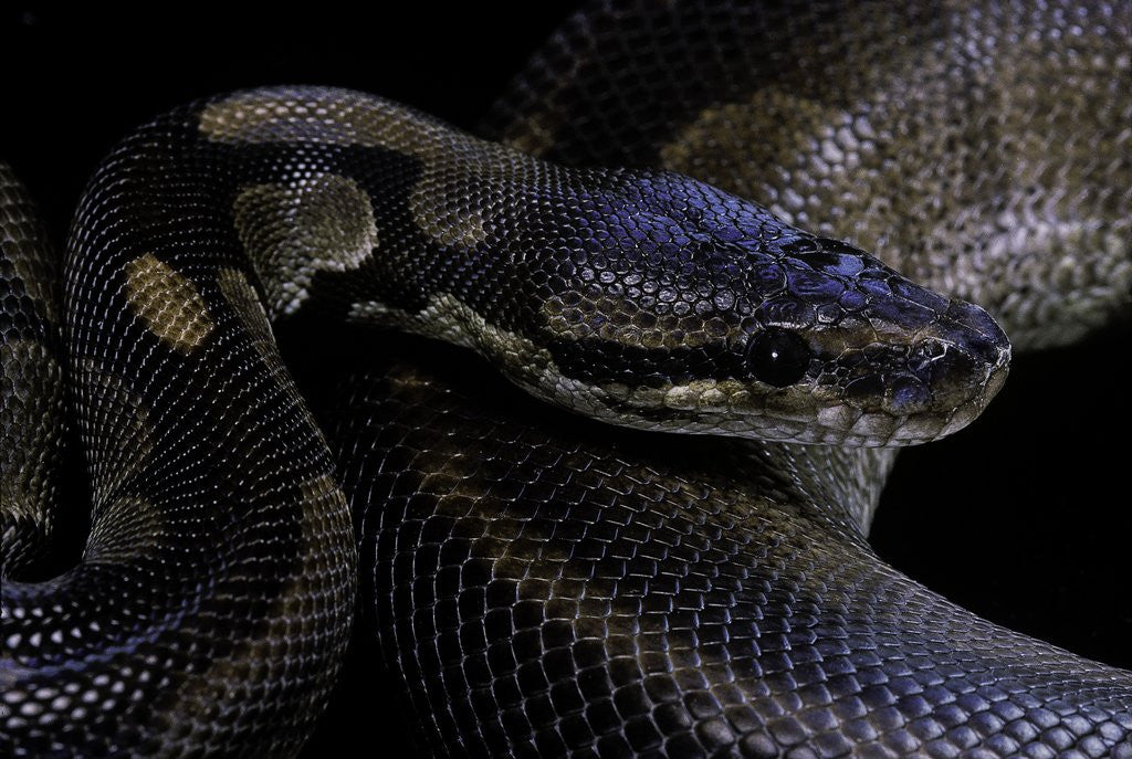 Detail of Python regius f. melanistic (royal python, ball python) by Corbis