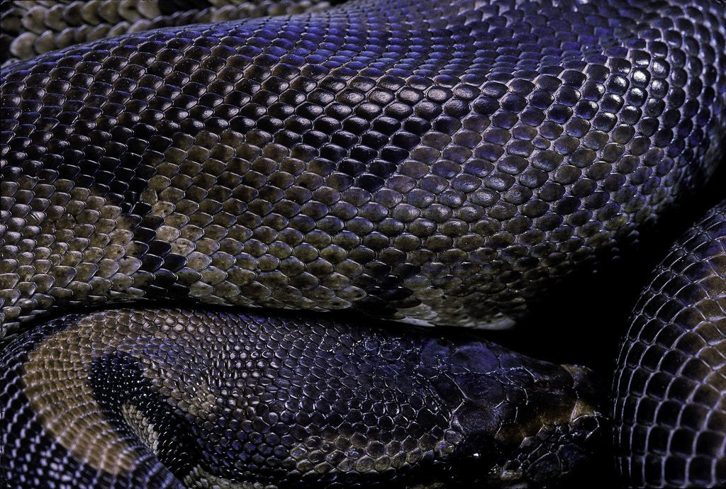 Detail of Python regius f. melanistic (royal python, ball python) by Anonymous