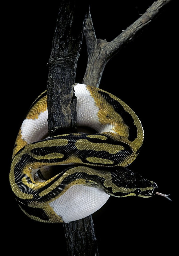 Detail of Python regius f. piebald (royal python, ball python) by Anonymous