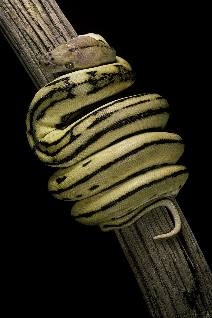 Detail of Python regius f. super tiger (royal python, ball python) by Anonymous