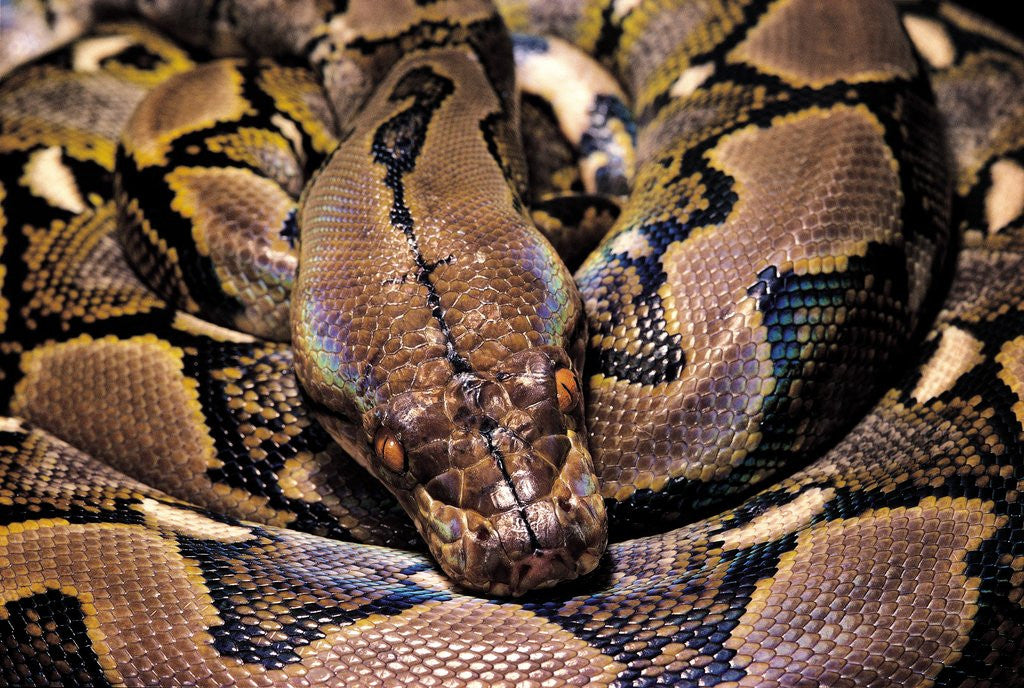 Detail of Python reticulatus (reticulated python) by Anonymous
