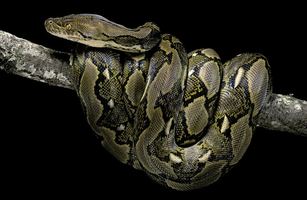 Detail of Python reticulatus (reticulated python) by Anonymous