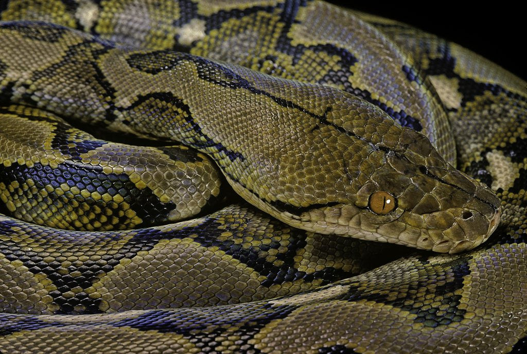 Detail of Python reticulatus (reticulated python) by Anonymous