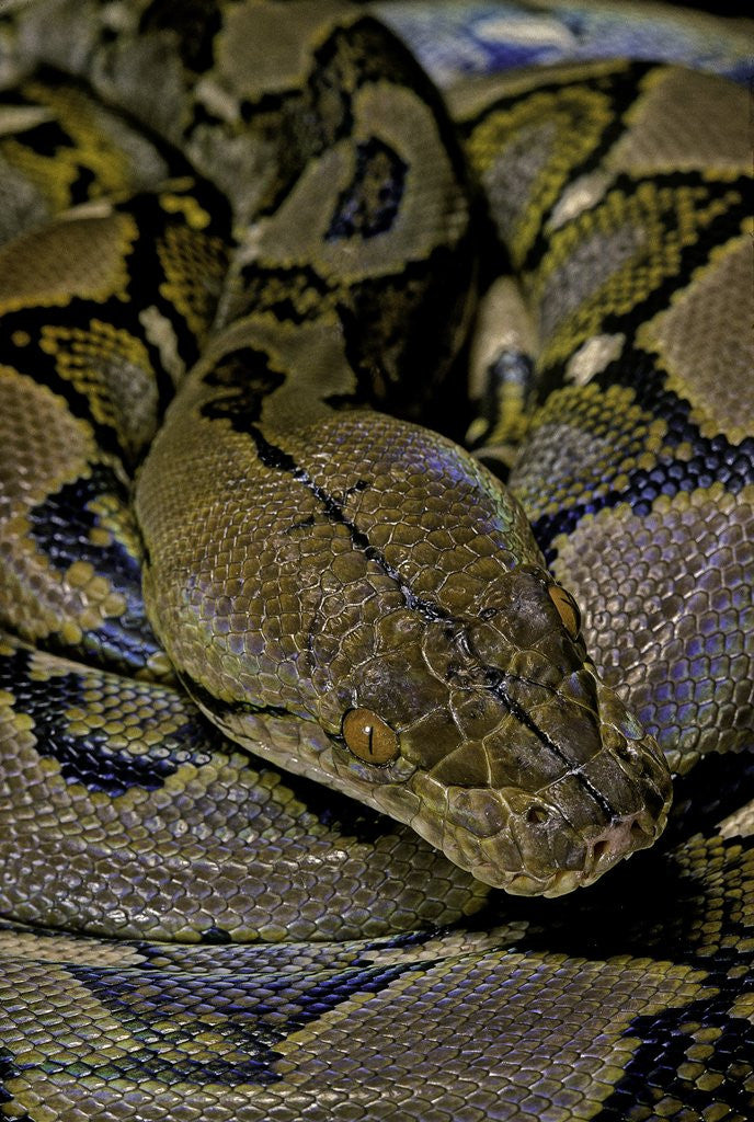 Detail of Python reticulatus (reticulated python) by Anonymous