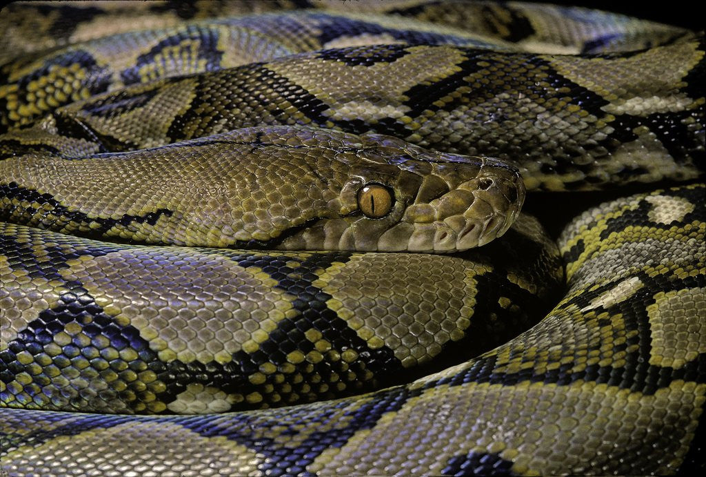 Detail of Python reticulatus (reticulated python) by Anonymous