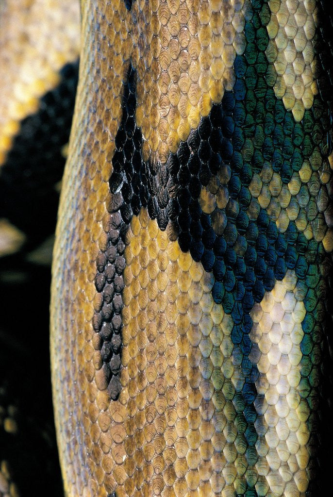 Detail of Python reticulatus (reticulated python) - scales by Anonymous