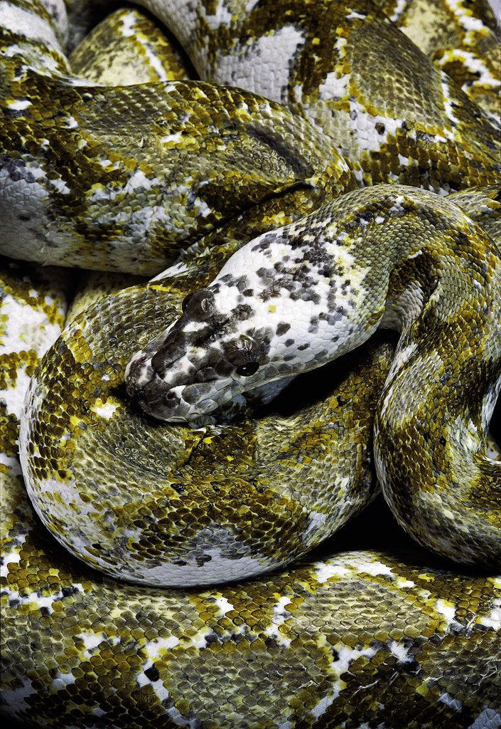 Detail of Python reticulatus f. calico (reticulated python) by Anonymous