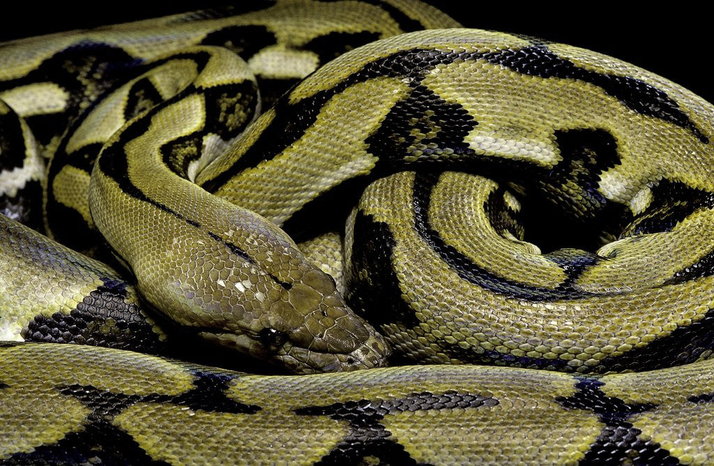 Detail of Python reticulatus f.tiger (reticulated python) by Anonymous