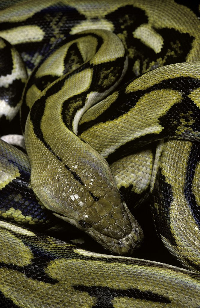 Detail of Python reticulatus f.tiger (reticulated python) by Anonymous