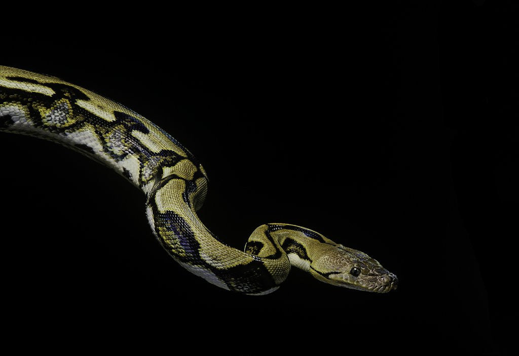 Detail of Python reticulatus f.tiger (reticulated python) by Anonymous