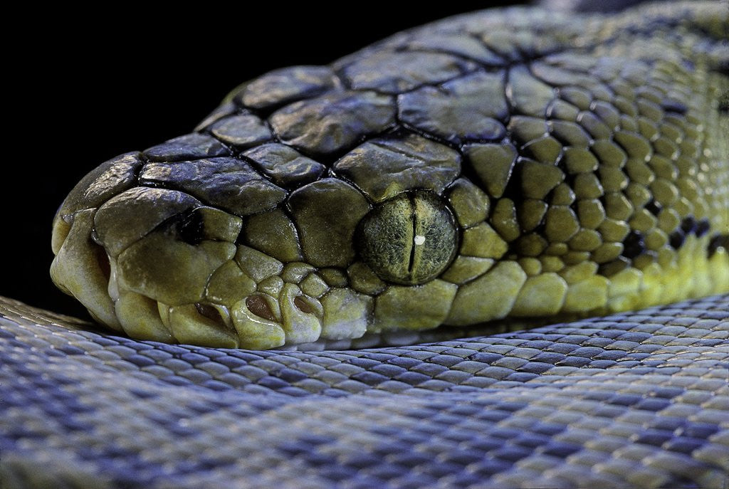 Detail of Malayopython timoriensis (Timor python) by Anonymous