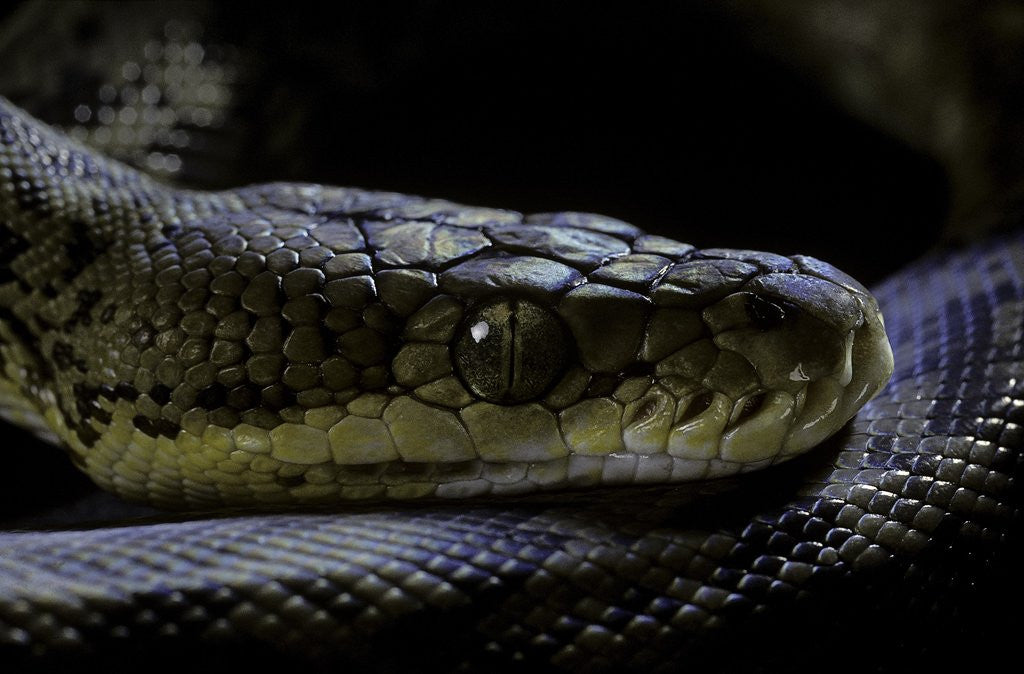 Malayopython timoriensis (Timor python) posters & prints by Anonymous