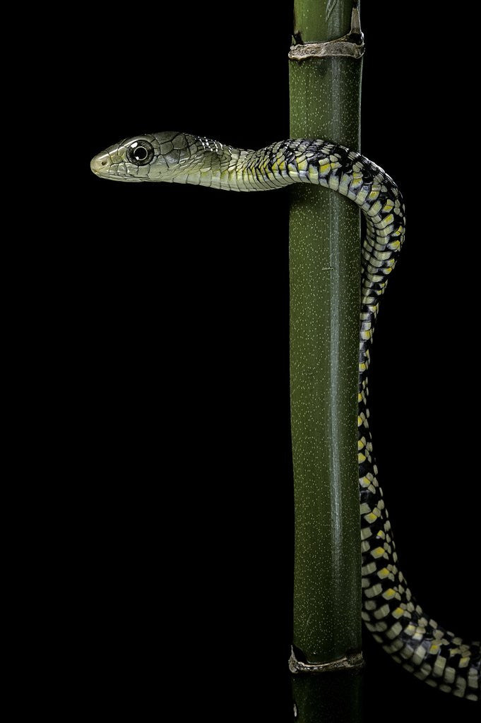 Detail of Rhamnophis (Trasops) aethiopissa (large-eyed green treesnake) by Anonymous