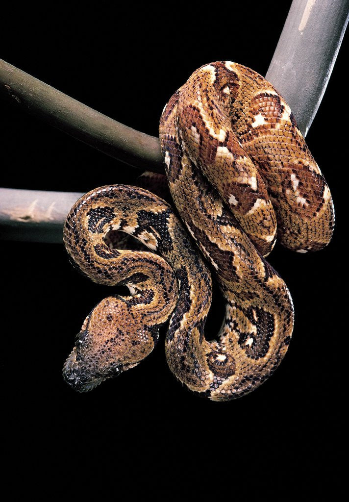 Detail of Sanzinia madagascariensis (Madagascar tree boa) by Anonymous
