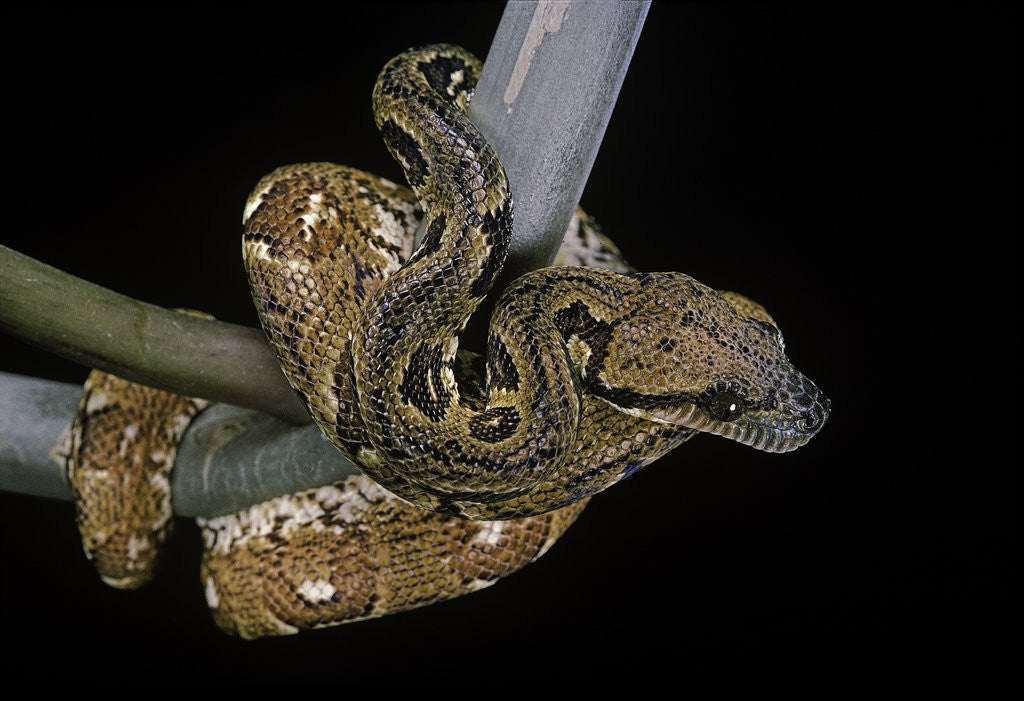Detail of Sanzinia madagascariensis (Madagascar tree boa) by Anonymous