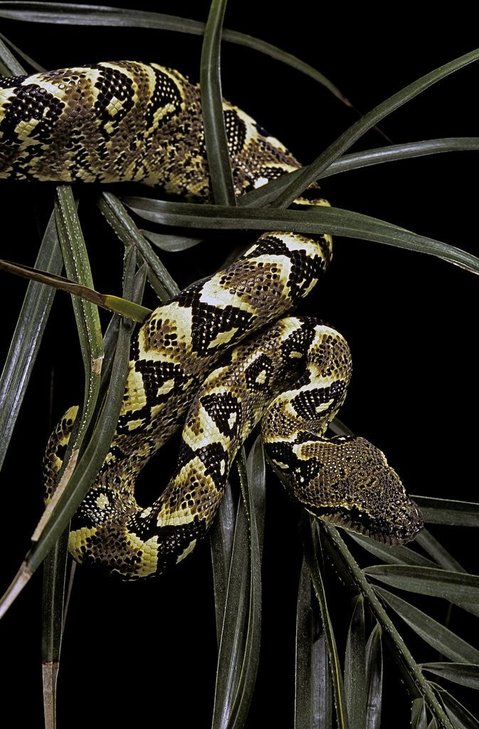 Detail of Sanzinia madagascariensis f. mandarine (Madagascar tree boa) by Anonymous