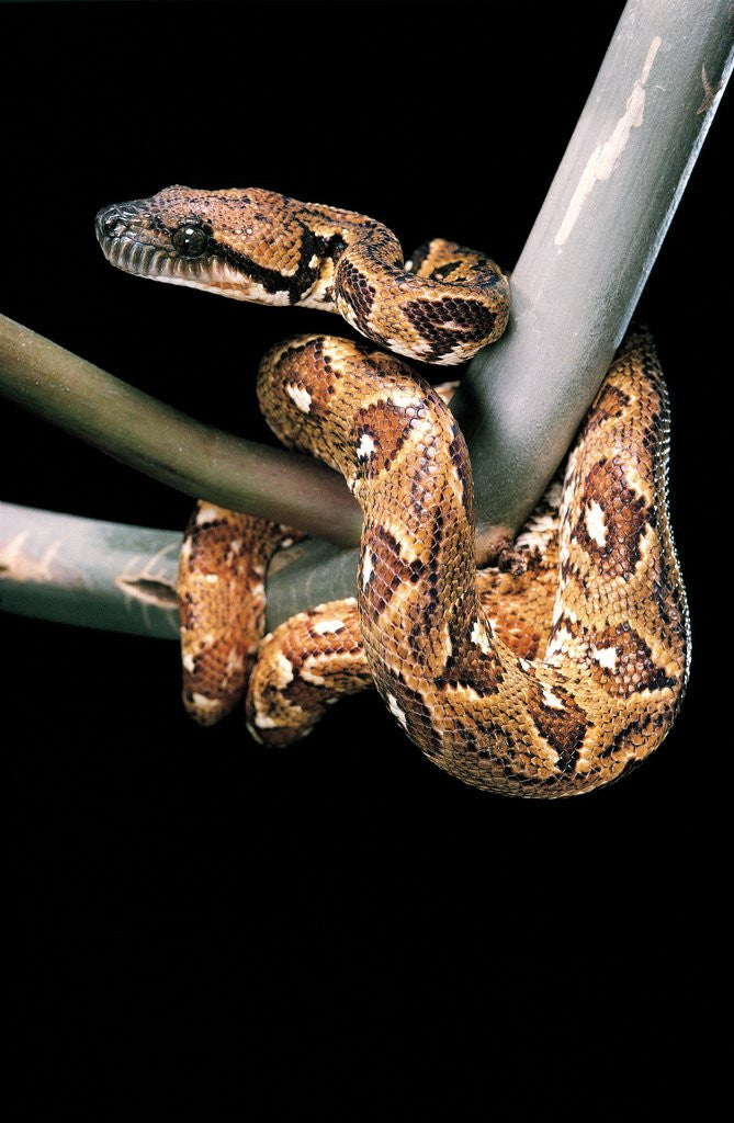 Detail of Sanzinia madagascariensis (Madagascar tree boa) by Anonymous