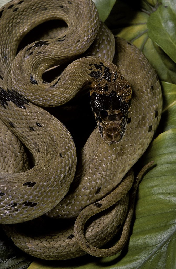 Detail of Spalerophis diadema attriceps (diadem snake) by Anonymous