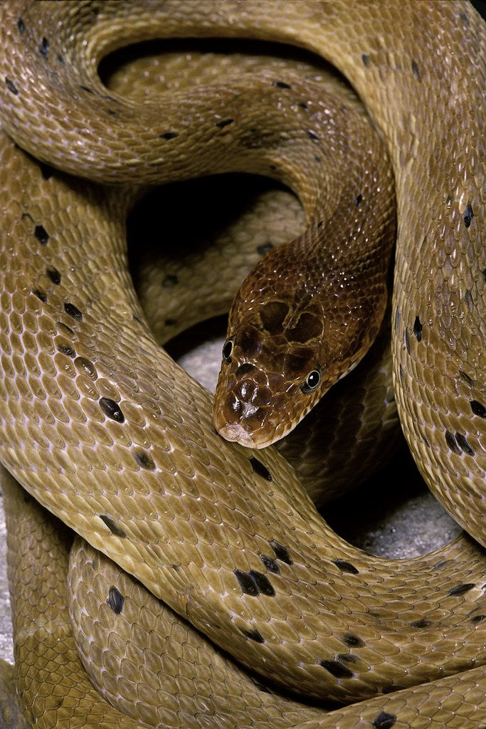 Detail of Spalerophis diadema attriceps (diadem snake) by Anonymous