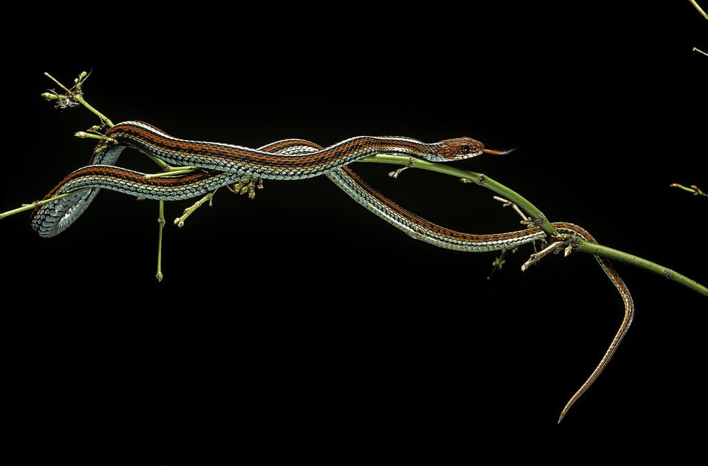 Detail of Thamnophis sirtalis (common garter snake) by Anonymous