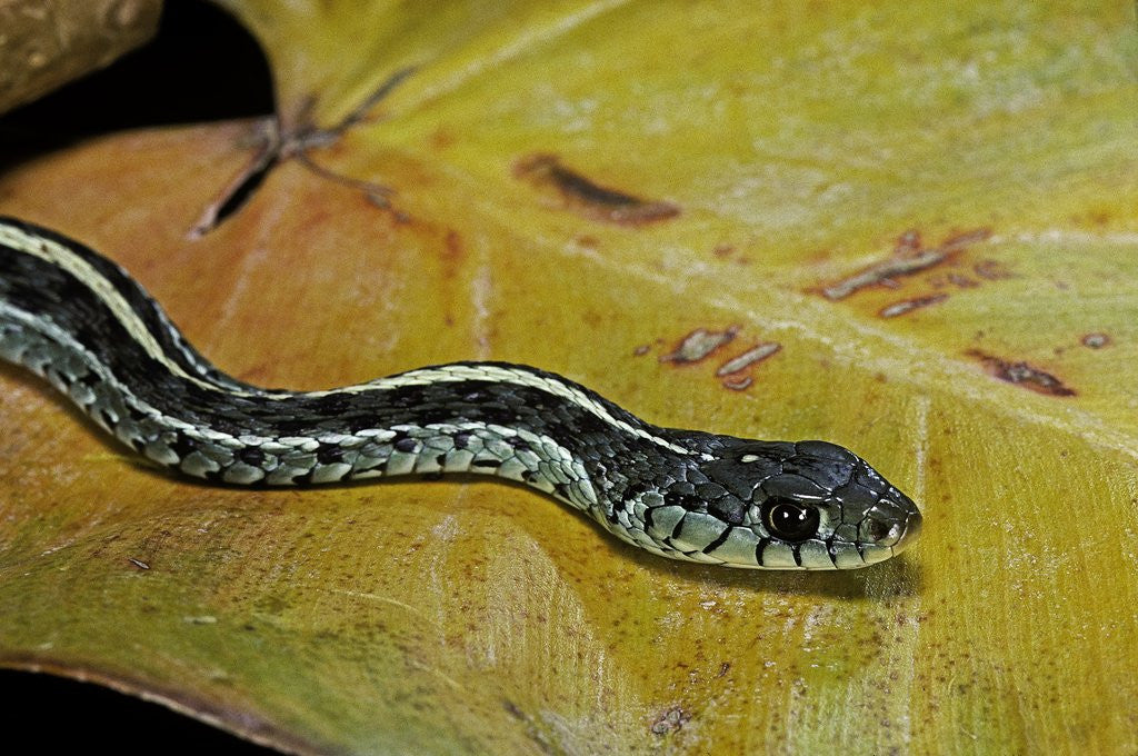 Detail of Thamnophis sirtalis similis (common garter snake) by Anonymous