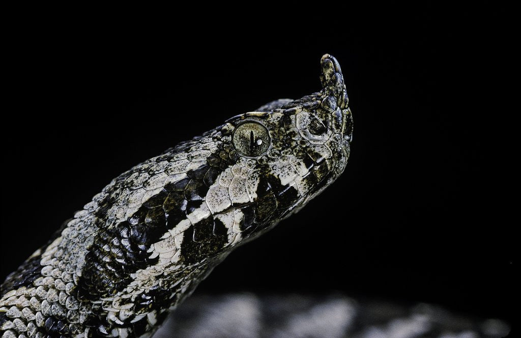 Detail of Vipera ammodytes (nose-horned viper) by Anonymous