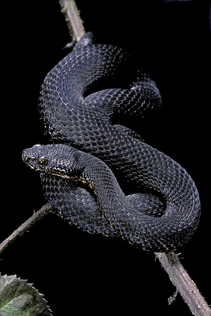 Detail of Vipera aspis f. melanistic (asp viper) by Anonymous