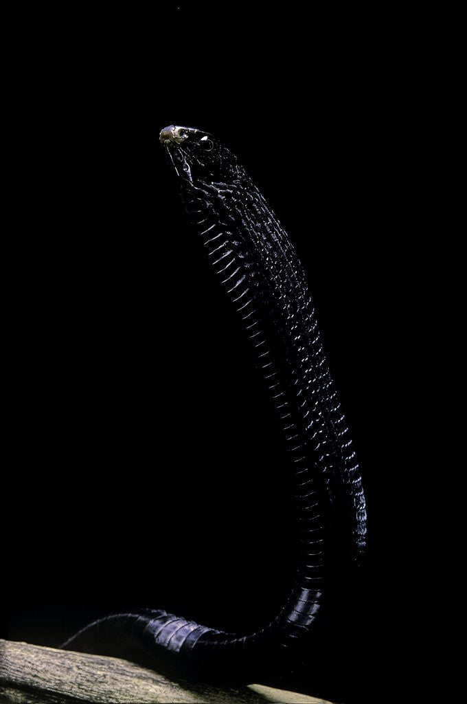 Detail of Thrasops jacksonii (black tree snake) by Anonymous