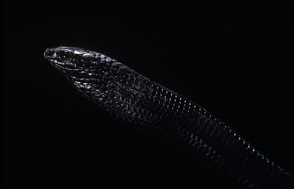Detail of Thrasops jacksonii (black tree snake) by Anonymous