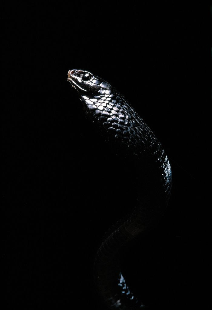 Detail of Thrasops jacksonii (black tree snake) by Anonymous