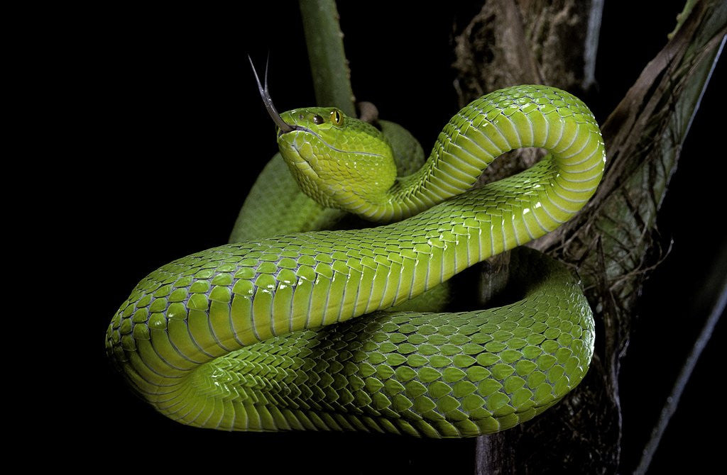 Detail of Trimeresurus albolabris (white-lipped tree viper) by Anonymous