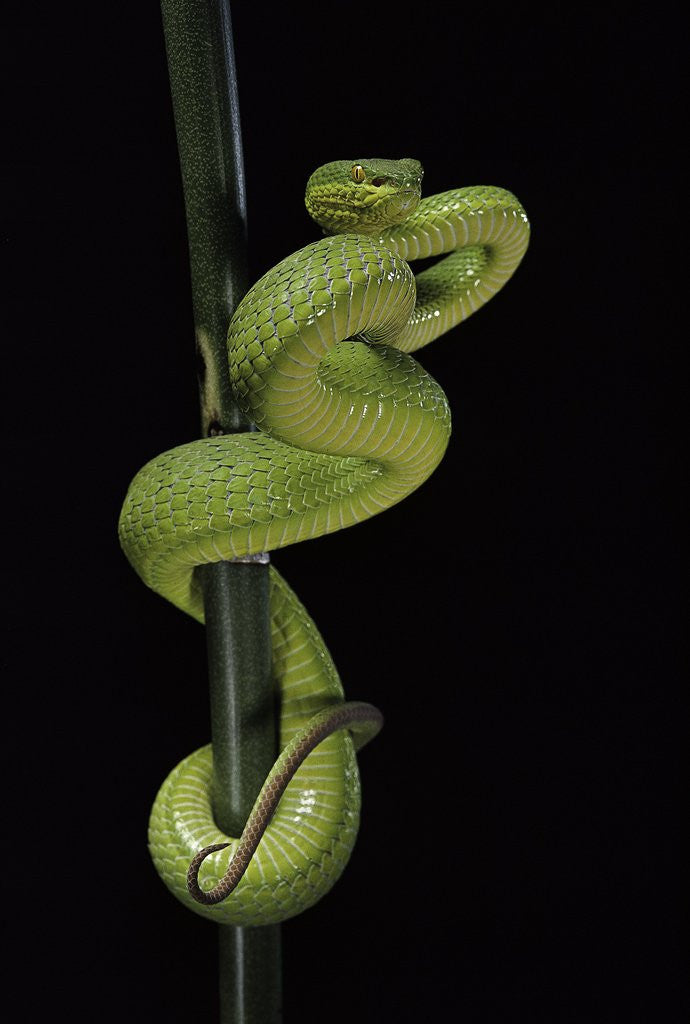 Detail of Trimeresurus albolabris (white-lipped tree viper) by Anonymous