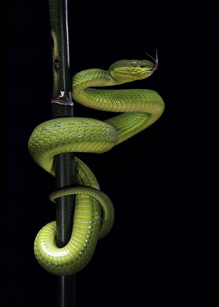 Detail of Trimeresurus albolabris (white-lipped tree viper) by Anonymous