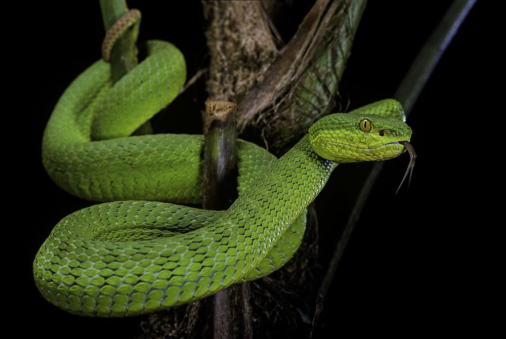 Detail of Trimeresurus albolabris (white-lipped tree viper) by Anonymous