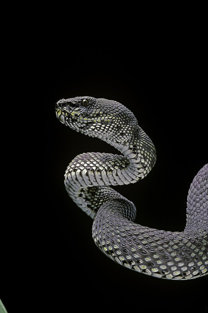 Detail of Trimeresurus purpureomaculatus (mangrove viper) by Anonymous