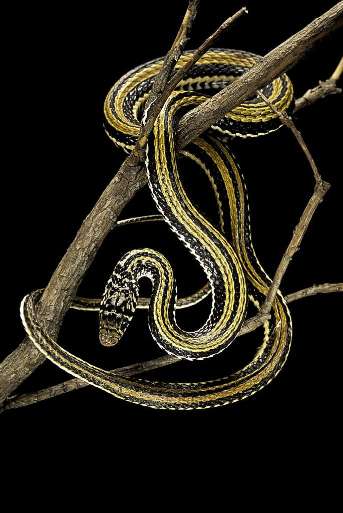 Detail of Xenochrophis vittatus (striped water snake) by Corbis